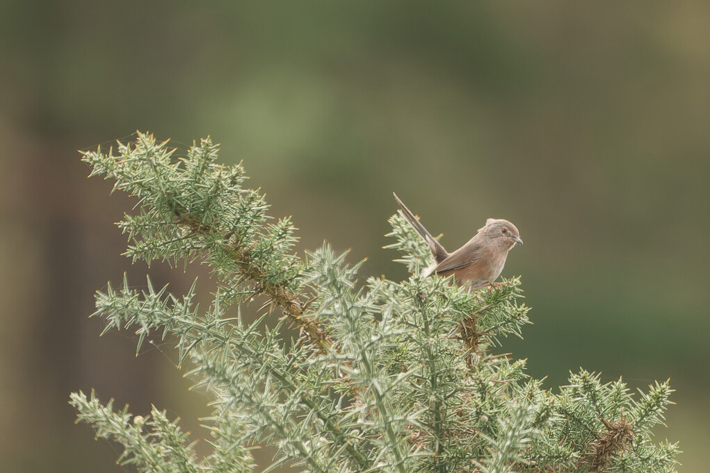 Dartford Warbler